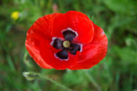 coquelicot